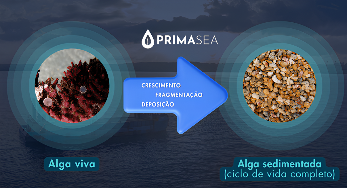 imagem_2025-04-11_201410949