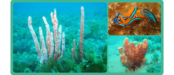 PMCB – Programa de Monitoramento das Comunidades Bentônicas na área de coleta de algas marinhas da PrimaSea