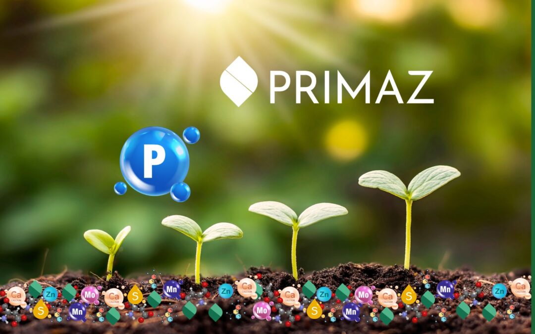 Como Potencializar o Uso de Fósforo no Solo