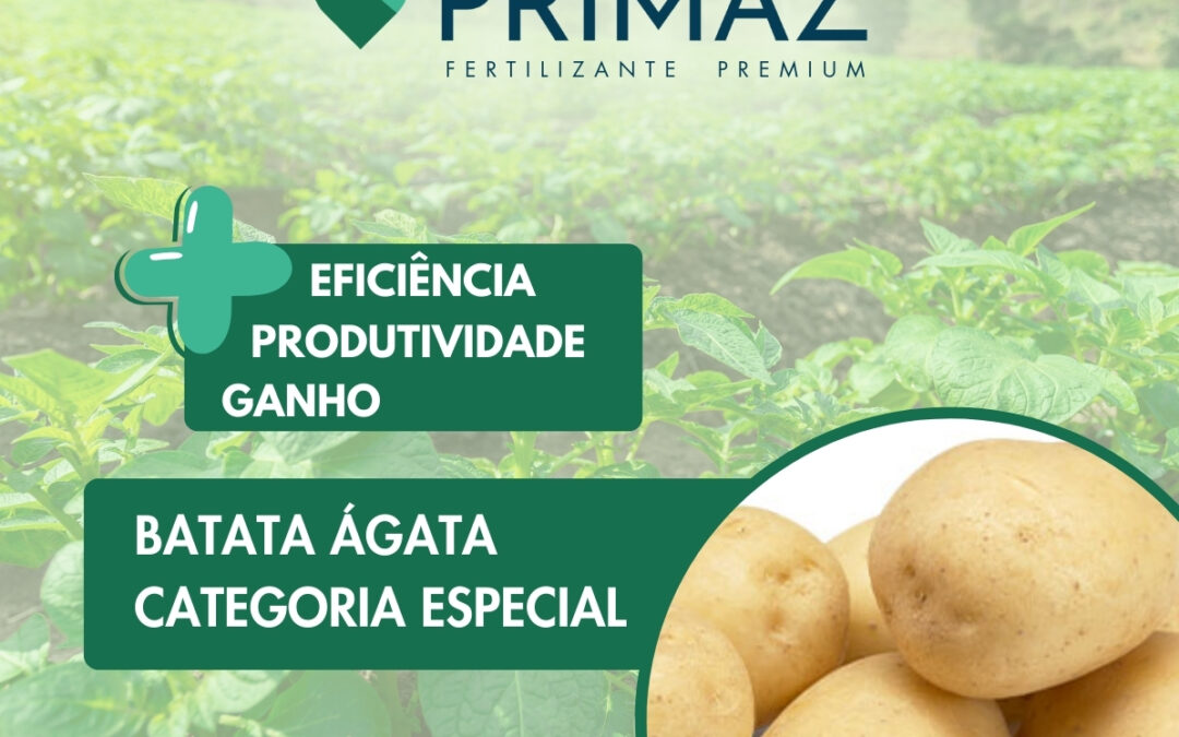 Fertilizante Primaz eleva produtividade na plantação de batatas especiais