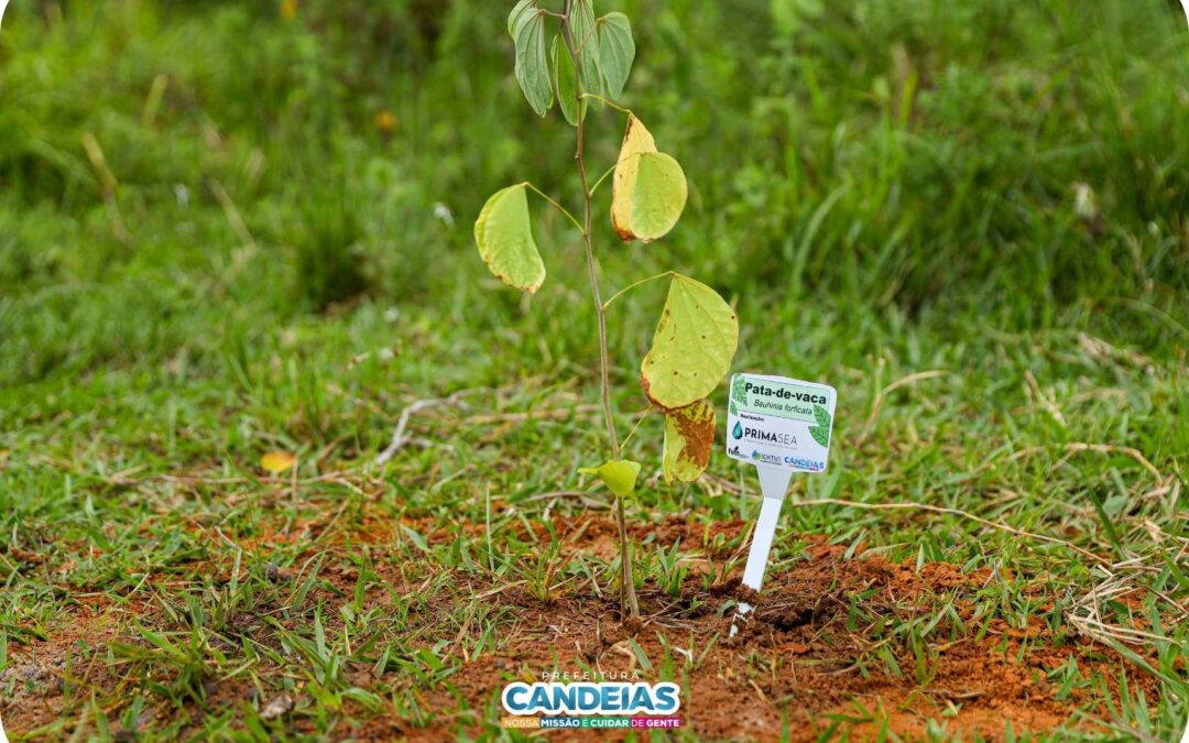Reflorestamento na Mata Atlântica: PrimaSea planta 70 mudas em Candeias