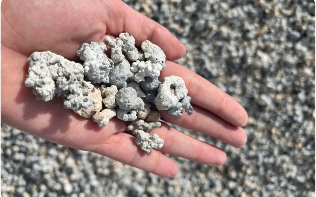 A PrimaSea em destaque na The Agribiz: o avanço das algas marinhas Lithothamnium no agronegócio