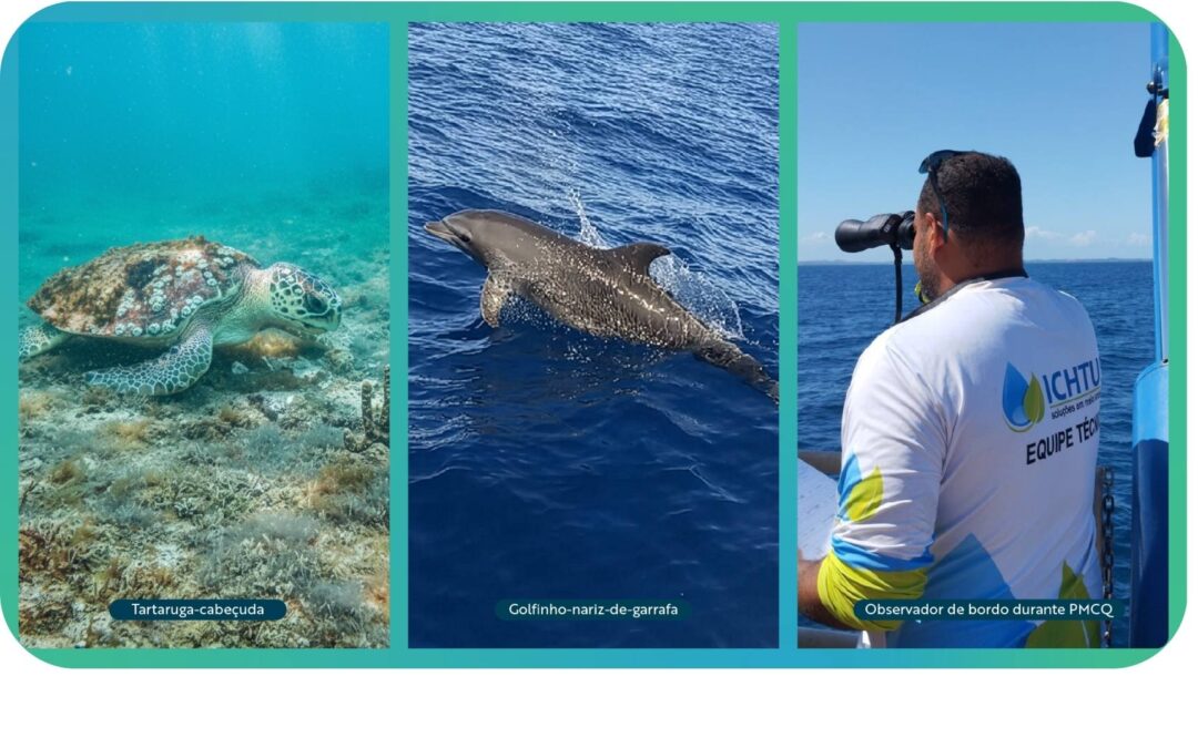 Programa de Monitoramento da Megafauna Marinha