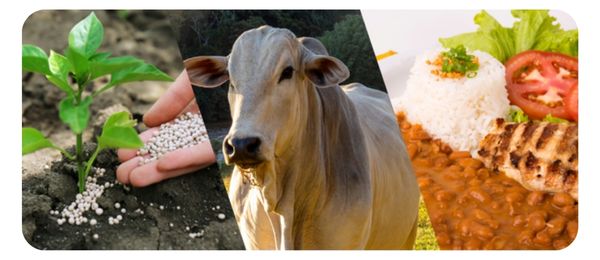 A nova Pirâmide Alimentar dos EUA desperta o mundo para o que o Brasil já sabe